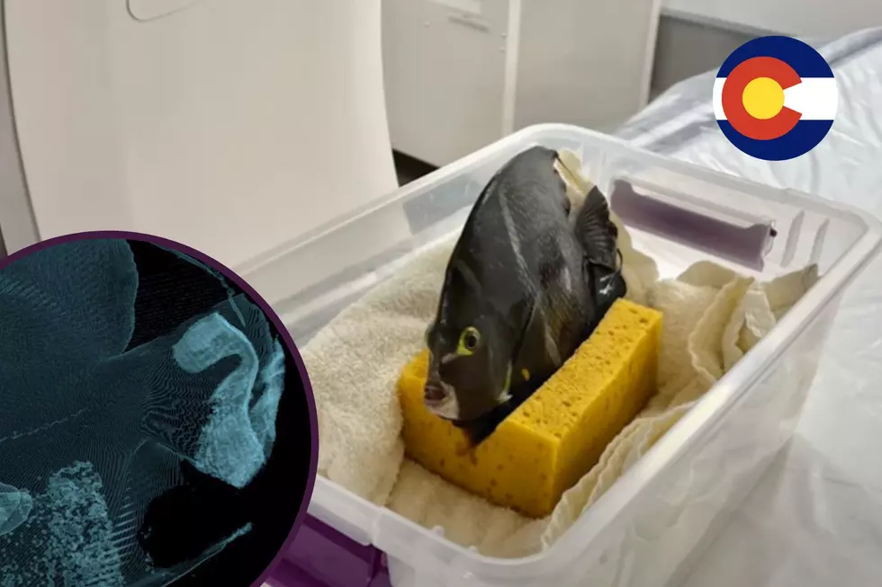 A Colorado Zoo Shows You an Erie CT Scan of a Fish
