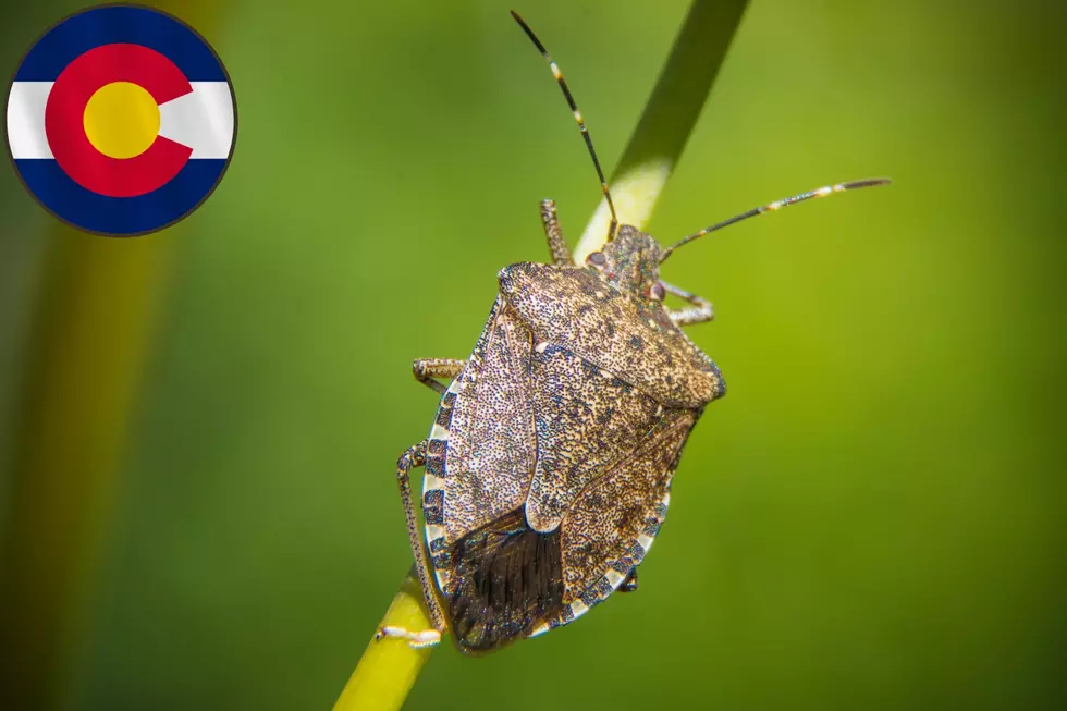 This Stinky Critter Leads the Pack of the 10 Weirdest Bugs in Colorado