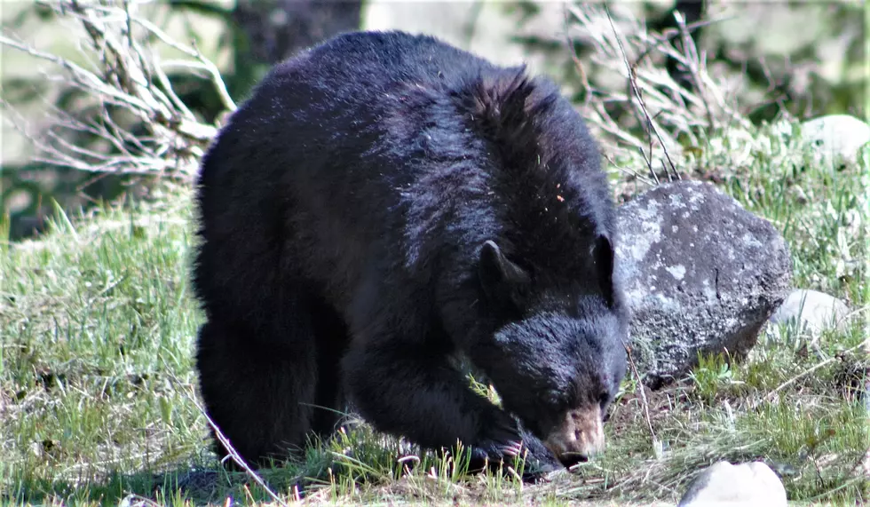 Colorado Girl ‘Impressed’ by Bear Sighting in Estes Park