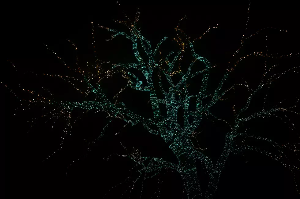 Denver Colorado Zoo Lights Up the Holidays With Sparkling New Installations